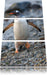 Pinguine Leinwandbild 3 Teilig