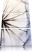 Weiße Pusteblumen Leinwandbild 3 Teilig