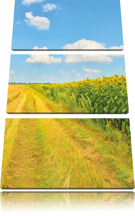 Feldweg am Wald Leinwandbild 3 Teilig