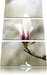Weiße Baumblüten Leinwandbild 3 Teilig