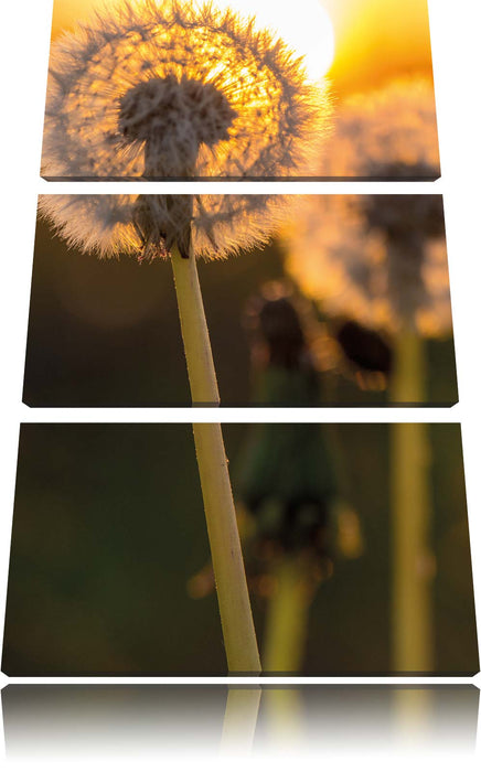 Pusteblume Leinwandbild 3 Teilig