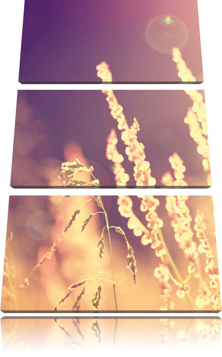 Gräser im Sonnenuntergang Leinwandbild 3 Teilig