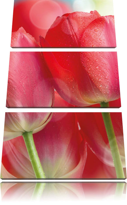 Rote Tulpen Leinwandbild 3 Teilig
