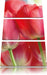 Rote Tulpen Leinwandbild 3 Teilig