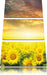 Sonnenblumenfeld Leinwandbild 3 Teilig