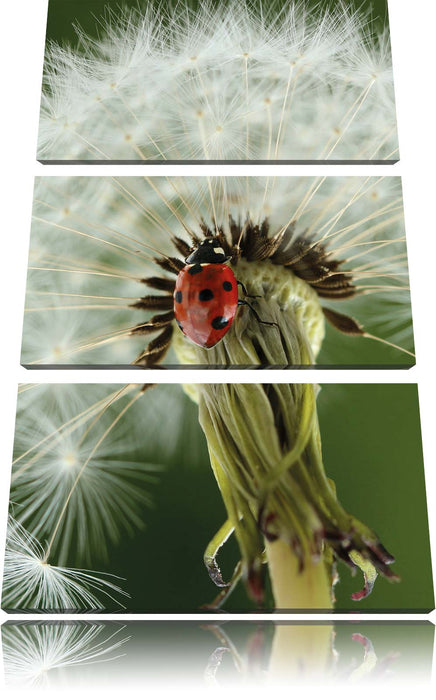 Marienkäfer auf Pusteblume Leinwandbild 3 Teilig