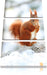 Eichhörnchen im Schnee Leinwandbild 3 Teilig