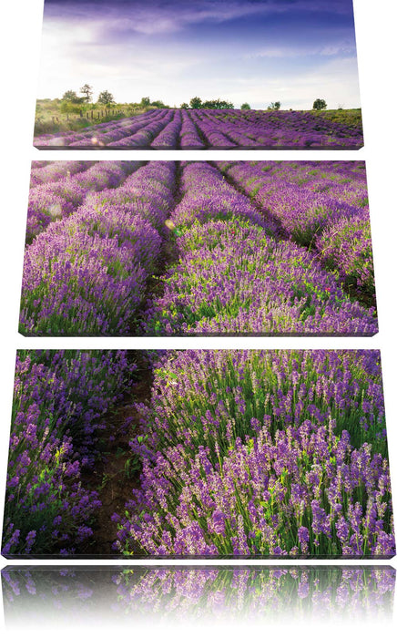 Lavendelfeld Provence Leinwandbild 3 Teilig