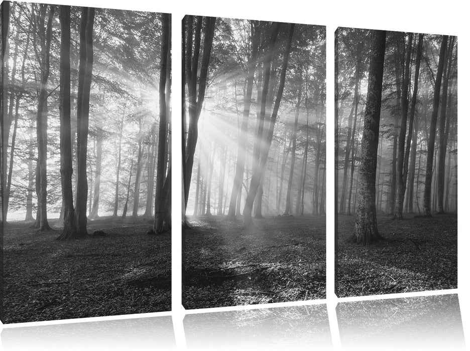 Wald mit Sonnenstrahlen Leinwandbild 3 Teilig