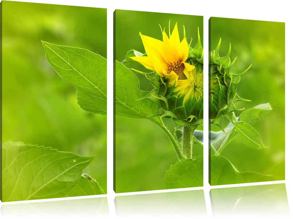 Aufblühende Sonnenblume Leinwandbild 3 Teilig