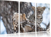 Leopardjunges auf Baum Leinwandbild 3 Teilig