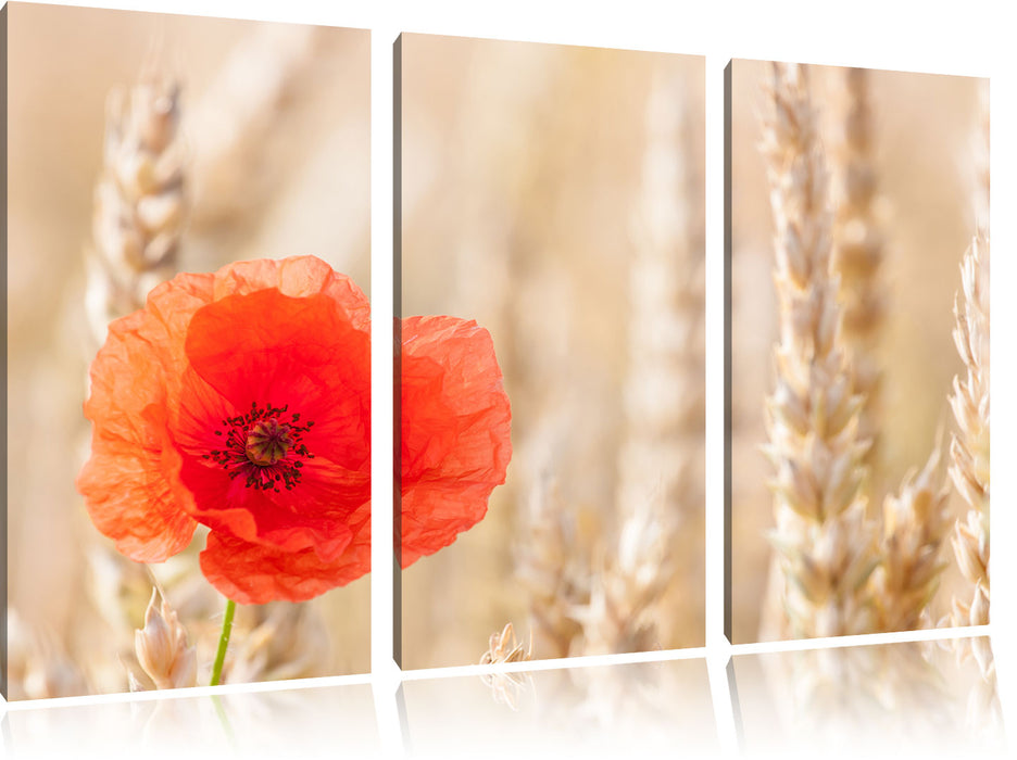 Mohnblume im Kornfeld Leinwandbild 3 Teilig