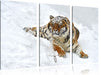 Amur Tiger im Schnee Leinwandbild 3 Teilig