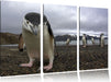 Lustige Pinguine Leinwandbild 3 Teilig