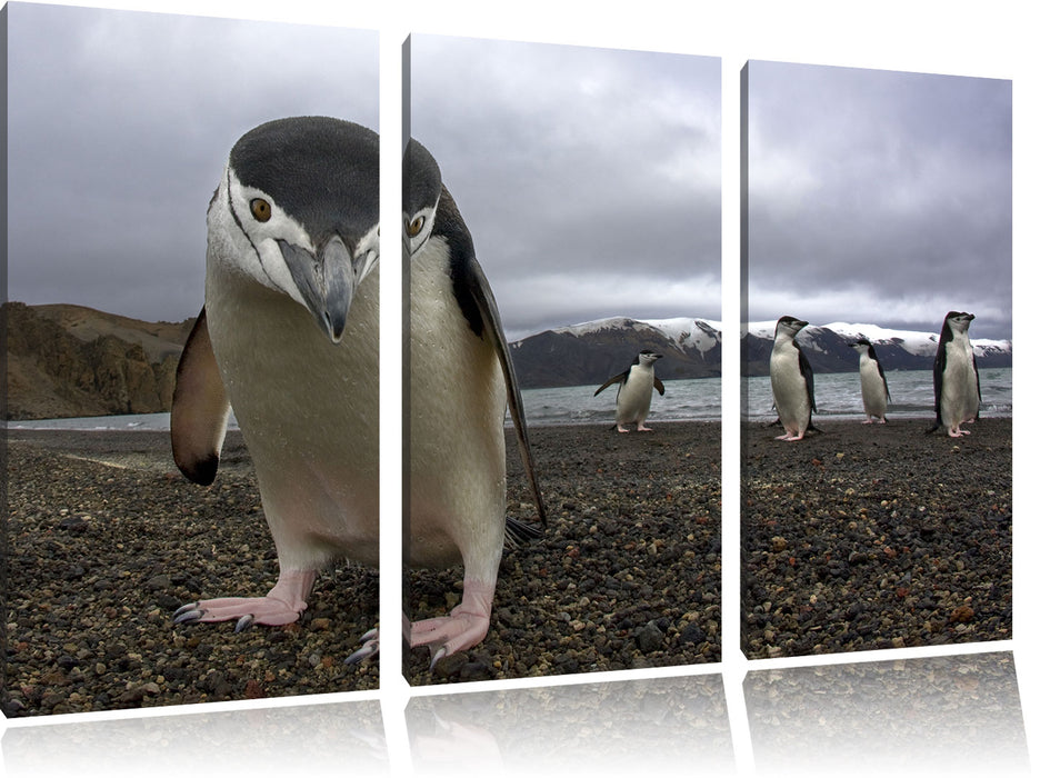 Lustige Pinguine Leinwandbild 3 Teilig