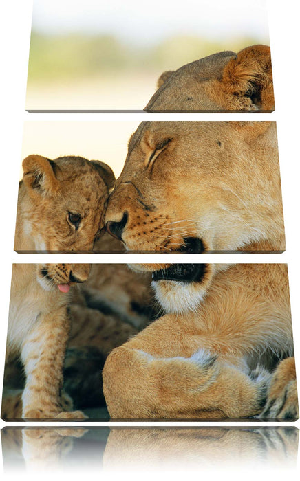 Löwenmutter schmusend mit Junges Leinwandbild 3 Teilig