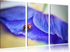 Marienkäfer auf lila Blüte Leinwandbild 3 Teilig
