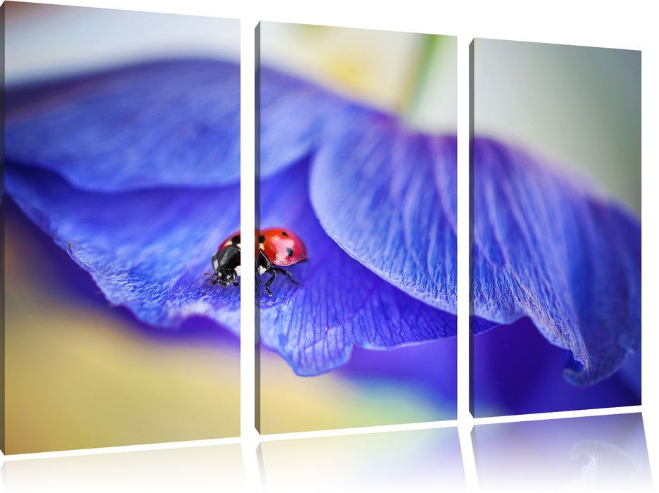 Marienkäfer auf lila Blüte Leinwandbild 3 Teilig