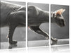 Einzigartige Sphynx Katze Leinwandbild 3 Teilig