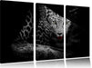 Neugieriger Gepard Leinwandbild 3 Teilig