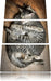 Kuschelnde Katzen Leinwandbild 3 Teilig