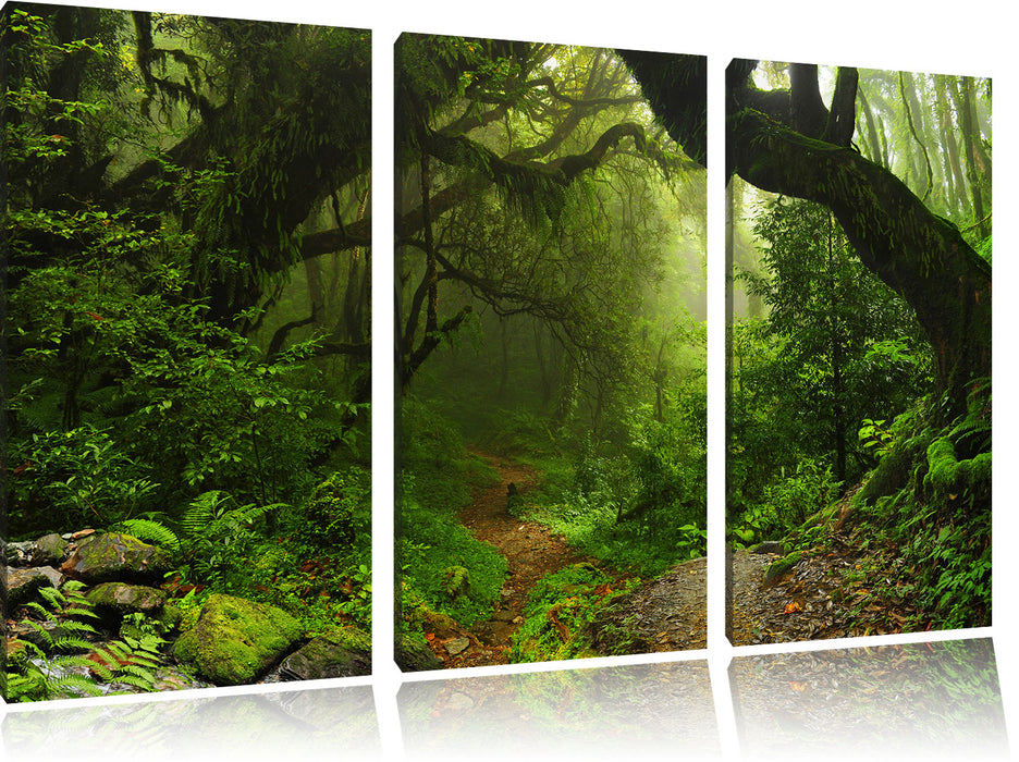 Mystischer Regenwald Leinwandbild 3 Teilig