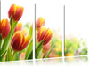 Bunte Tulpenwiese Leinwandbild 3 Teilig