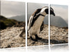 Afrikanischer Pinguin beobachtet Leinwandbild 3 Teilig
