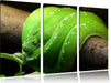 Grüne exotische Schlange Leinwandbild 3 Teilig