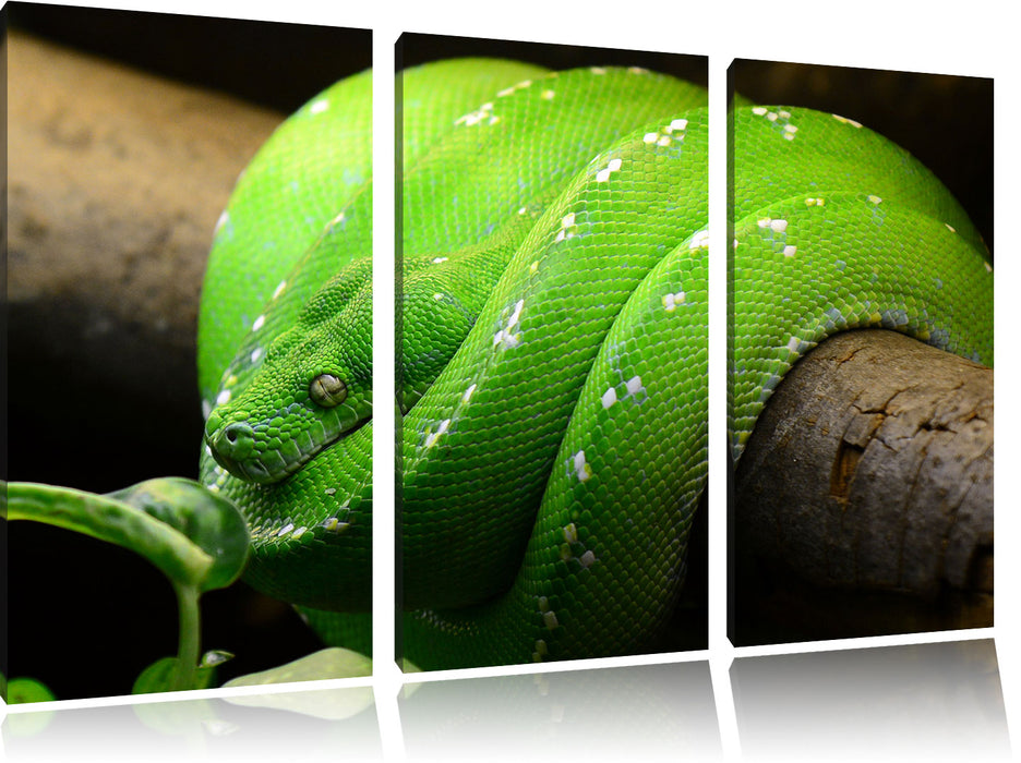 Grüne exotische Schlange Leinwandbild 3 Teilig
