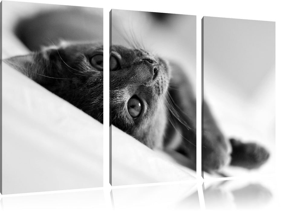 Niedliche Katze liegt im Bett Leinwandbild 3 Teilig