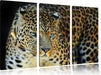 Prächtiger Leopard Leinwandbild 3 Teilig