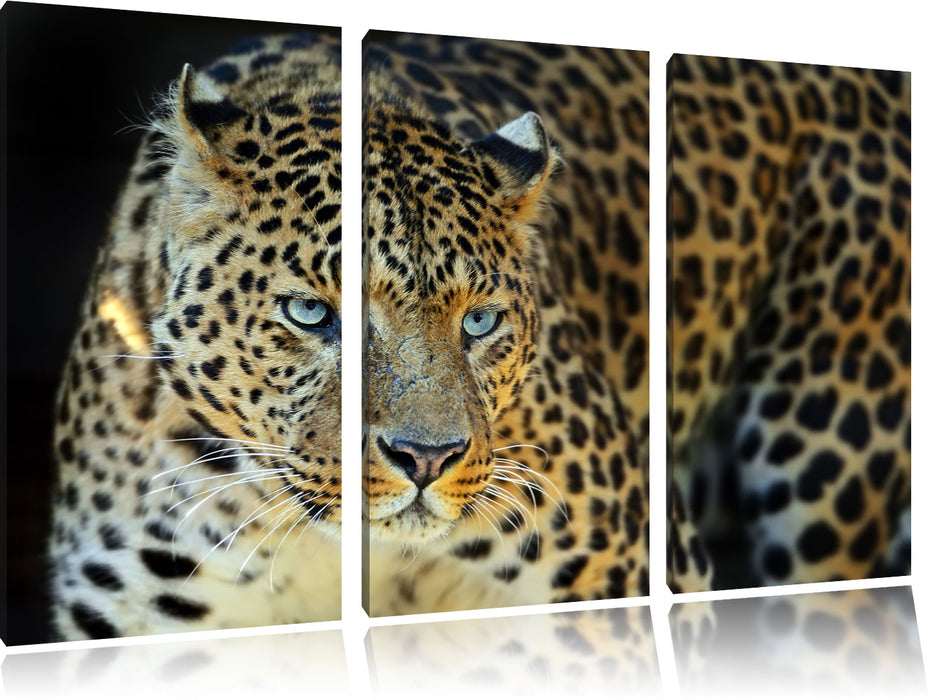 Prächtiger Leopard Leinwandbild 3 Teilig