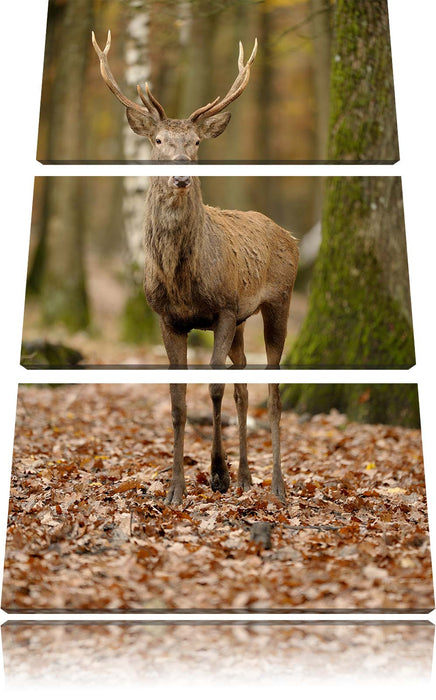 Schöner Hirsch im Wald Leinwandbild 3 Teilig