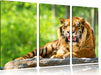 Tiger auf einem Stein Leinwandbild 3 Teilig