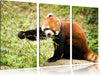 Niedlicher roter Panda Leinwandbild 3 Teilig