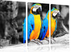 Zwei Papageien Leinwandbild 3 Teilig