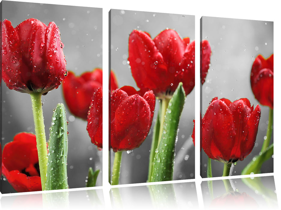 Rote Tulpen mit Tropfen bedeckt Leinwandbild 3 Teilig