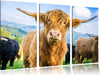 Blick einer Kuh an der Weide Leinwandbild 3 Teilig