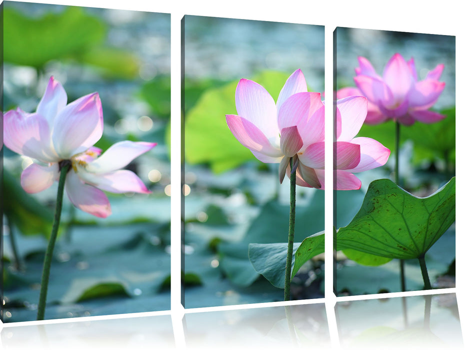 rosa Lotusblüte im Teich Leinwandbild 3 Teilig