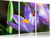 Krokussblüte mit Marienkäfer Leinwandbild 3 Teilig