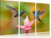 Zwei Kolibris in den Tropen Leinwandbild 3 Teilig