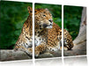Wunderschöner Leopard in der Natur Leinwandbild 3 Teilig