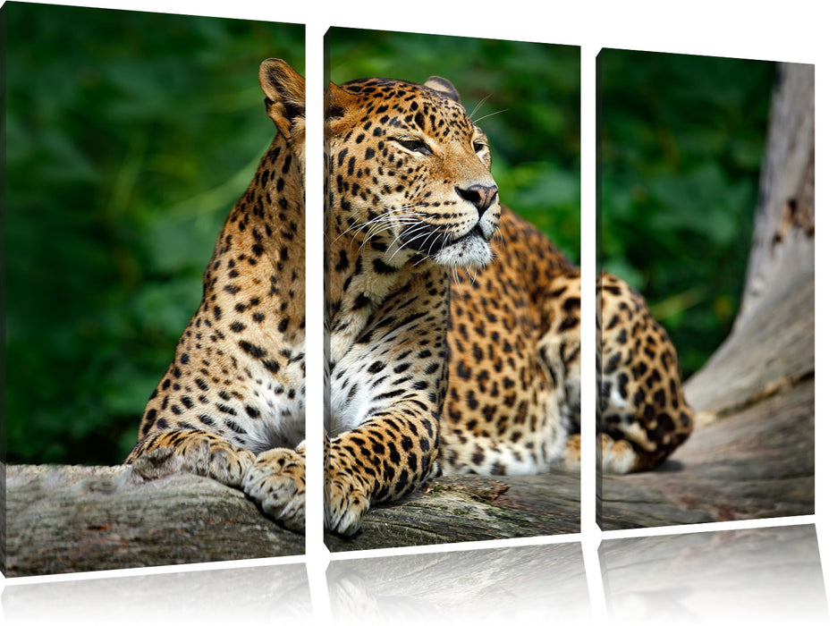 Wunderschöner Leopard in der Natur Leinwandbild 3 Teilig