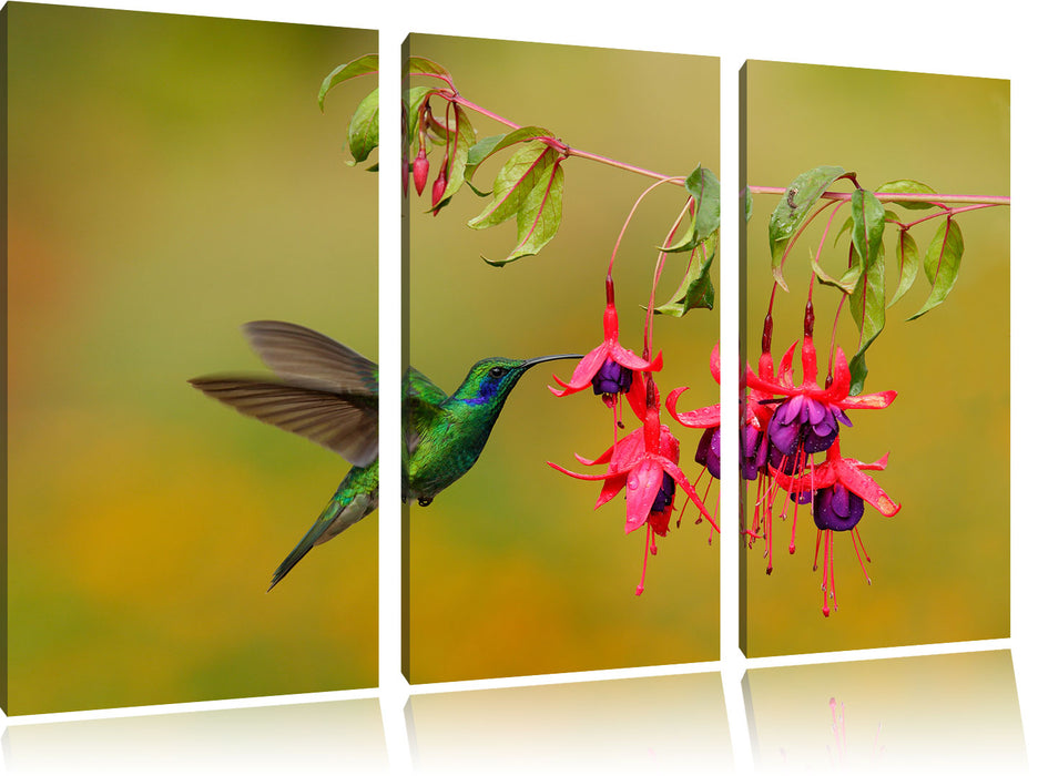 Kolibri trinkt vom Blütennektar Leinwandbild 3 Teilig