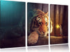 Eine Frau und ein Riesen-Tiger Leinwandbild 3 Teilig