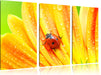 Marienkäfer auf gelber Blume Leinwandbild 3 Teilig