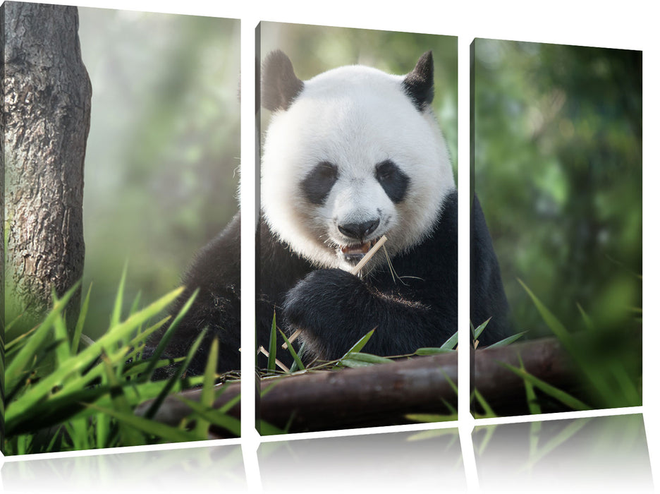 Niedlicher Panda isst Bambus Leinwandbild 3 Teilig