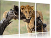 Junger Löwe in der Natur Leinwandbild 3 Teilig