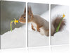 Eichhörnchen im Schnee Leinwandbild 3 Teilig